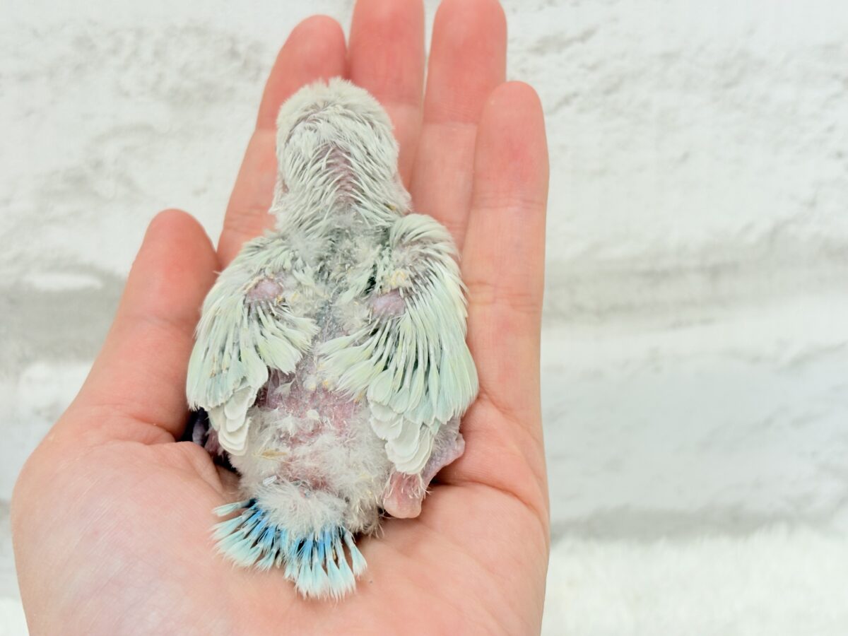 コザクラインコ（小桜インコ）
