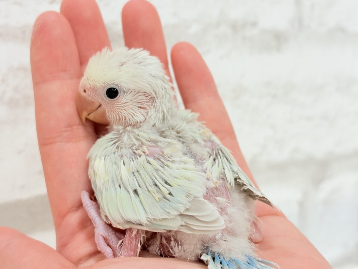 コザクラインコ（小桜インコ）