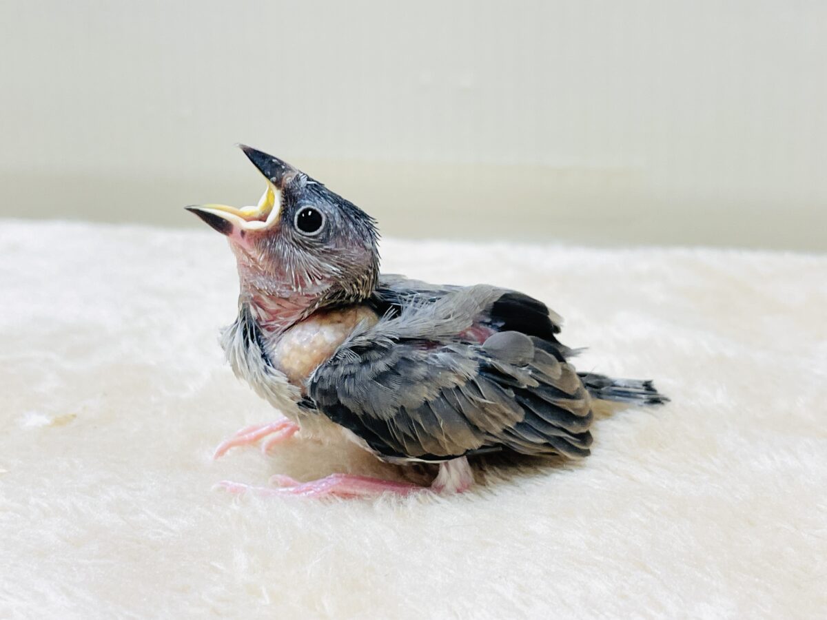 【最新画像】ちょっと大きくなったよっ❣️桜文鳥(ヒナ) 桜文鳥