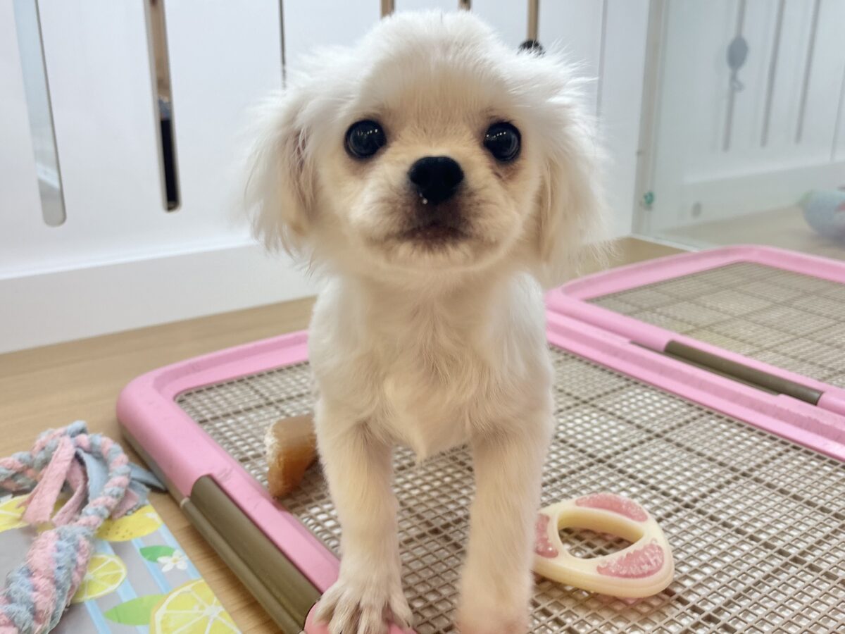 チワペキ（ペキチー、ペキチワ）
