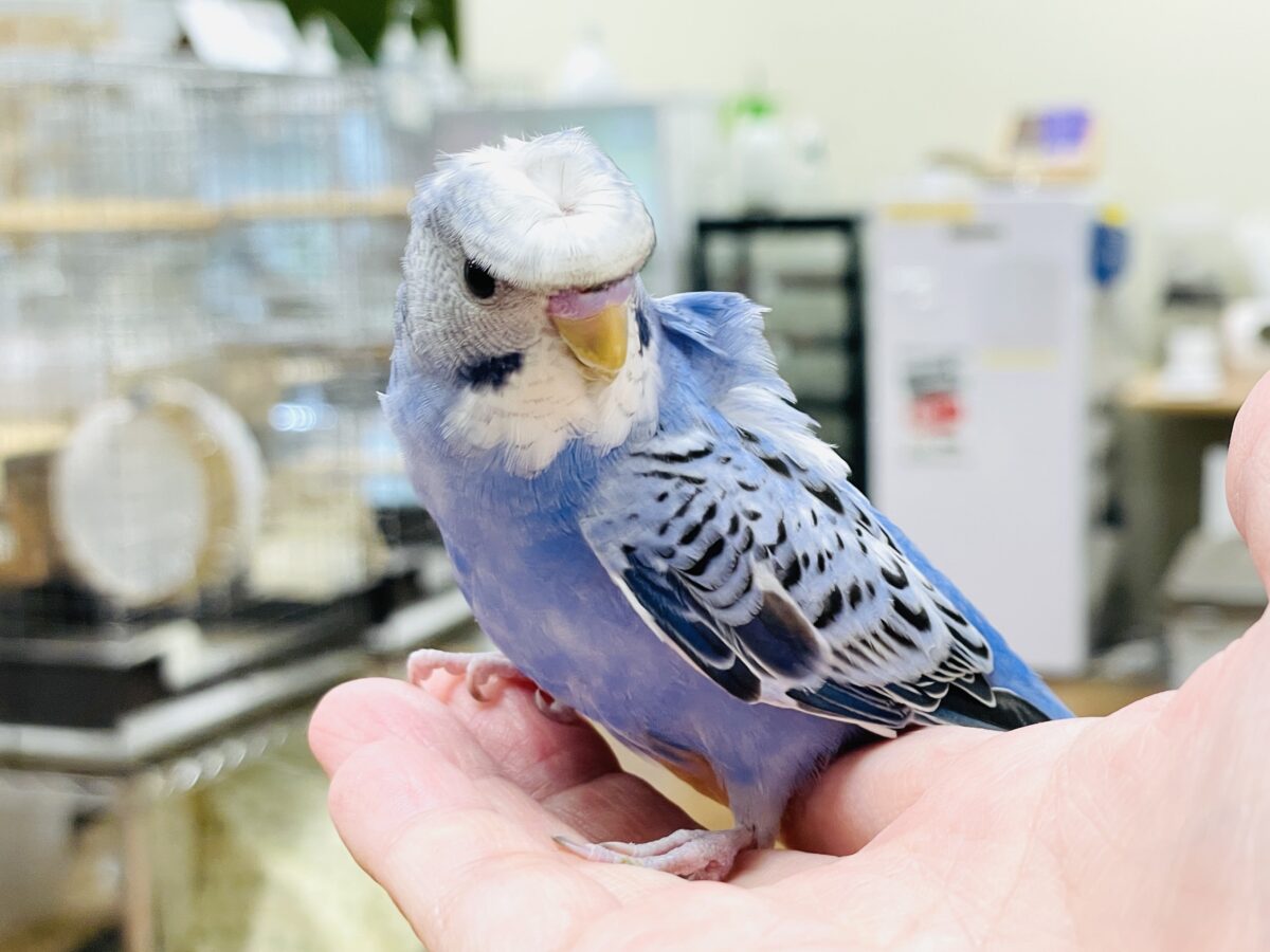 【最新画像】おカッパ頭がトレードマーク🪄梵天セキセイインコ(オパーリン) 梵天セキセイインコ