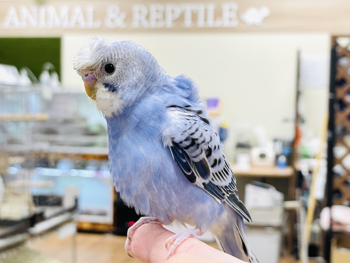 【最新画像】おカッパ頭がトレードマーク🪄梵天セキセイインコ(オパーリン) 梵天セキセイインコ