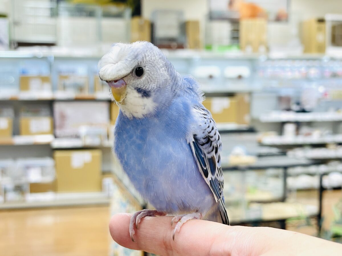 【最新画像】おカッパ頭がトレードマーク🪄梵天セキセイインコ(オパーリン) 梵天セキセイインコ