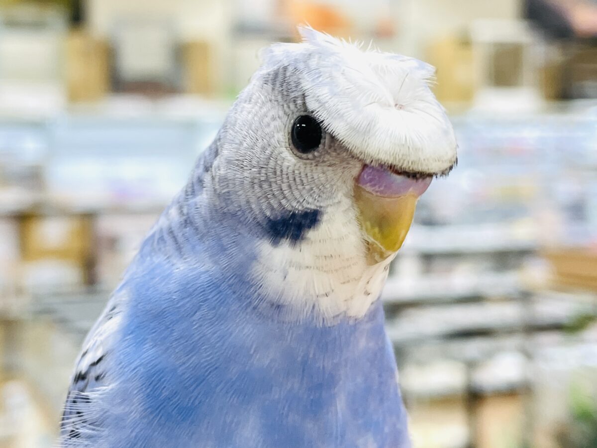 【最新画像】おカッパ頭がトレードマーク🪄梵天セキセイインコ(オパーリン) 梵天セキセイインコ