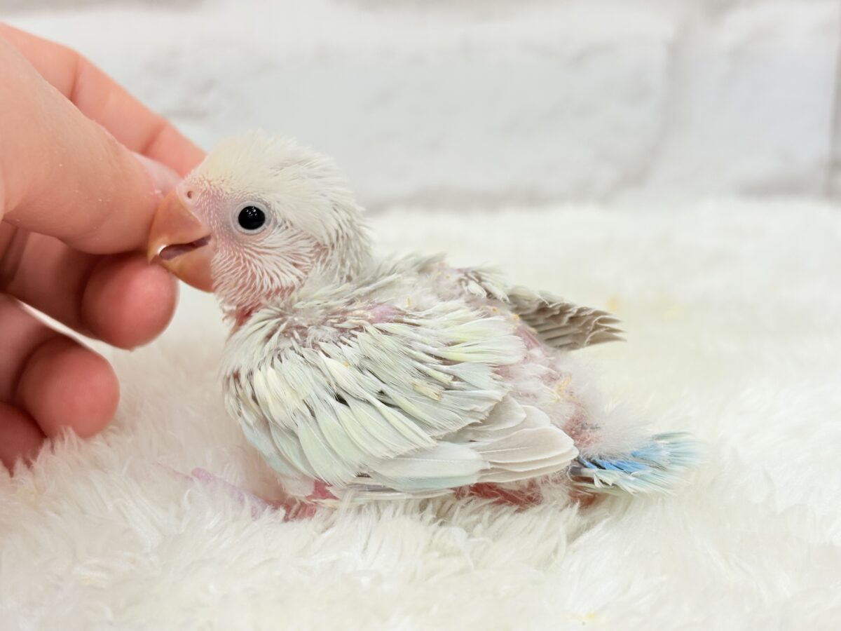 【最新画像更新🪄】初♡お顔もカラーも可愛すぎ♡コザクラインコ(アクアターコイズグリーンパリッド) ヒナ コザクラインコ(小桜インコ)
