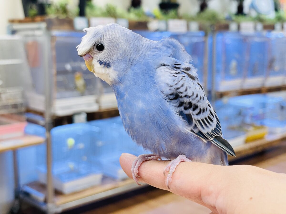 【最新画像】おカッパ頭がトレードマーク🪄梵天セキセイインコ(オパーリン) 梵天セキセイインコ