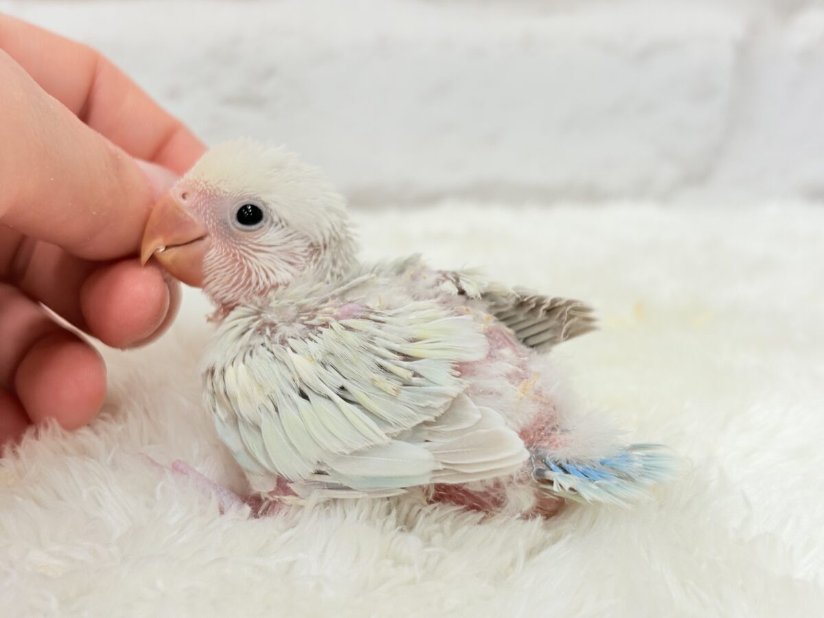 コザクラインコ（小桜インコ）