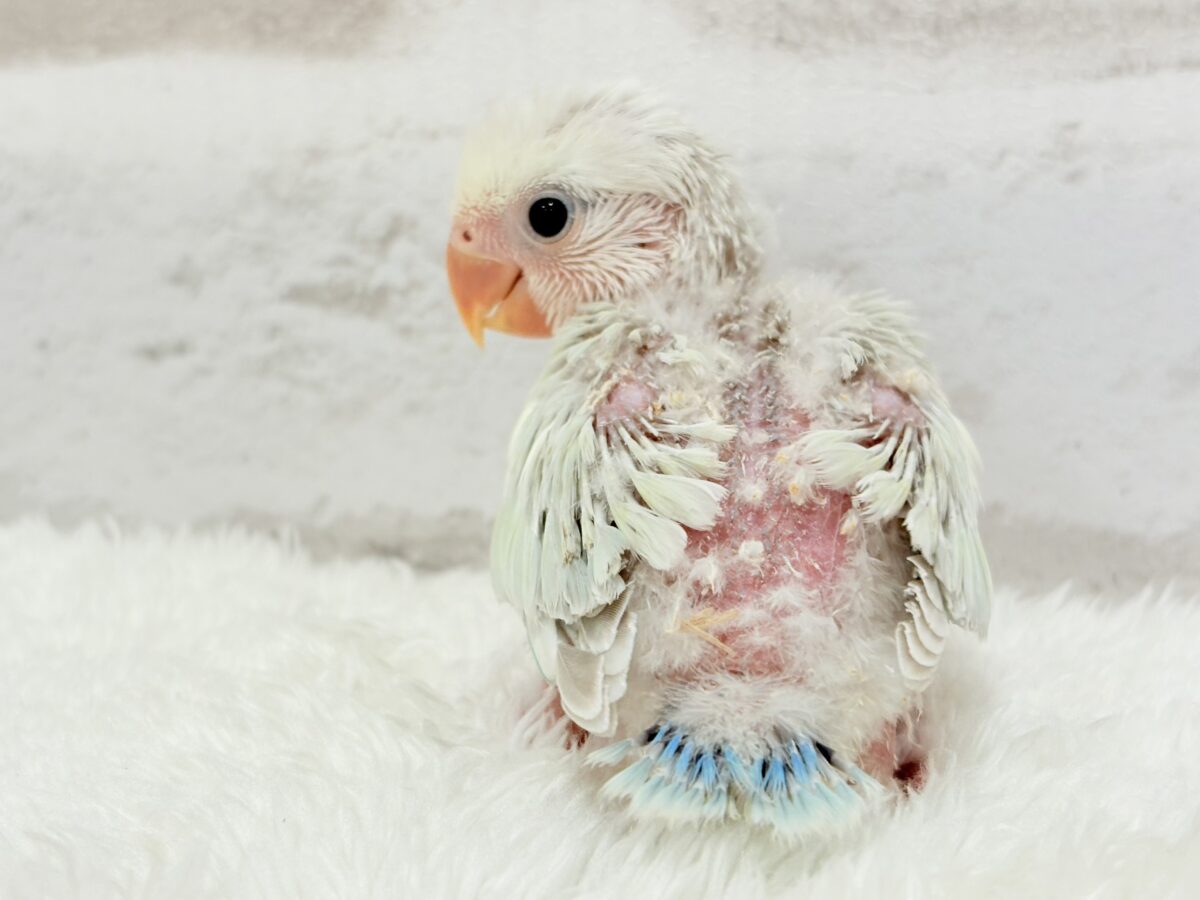 コザクラインコ（小桜インコ）