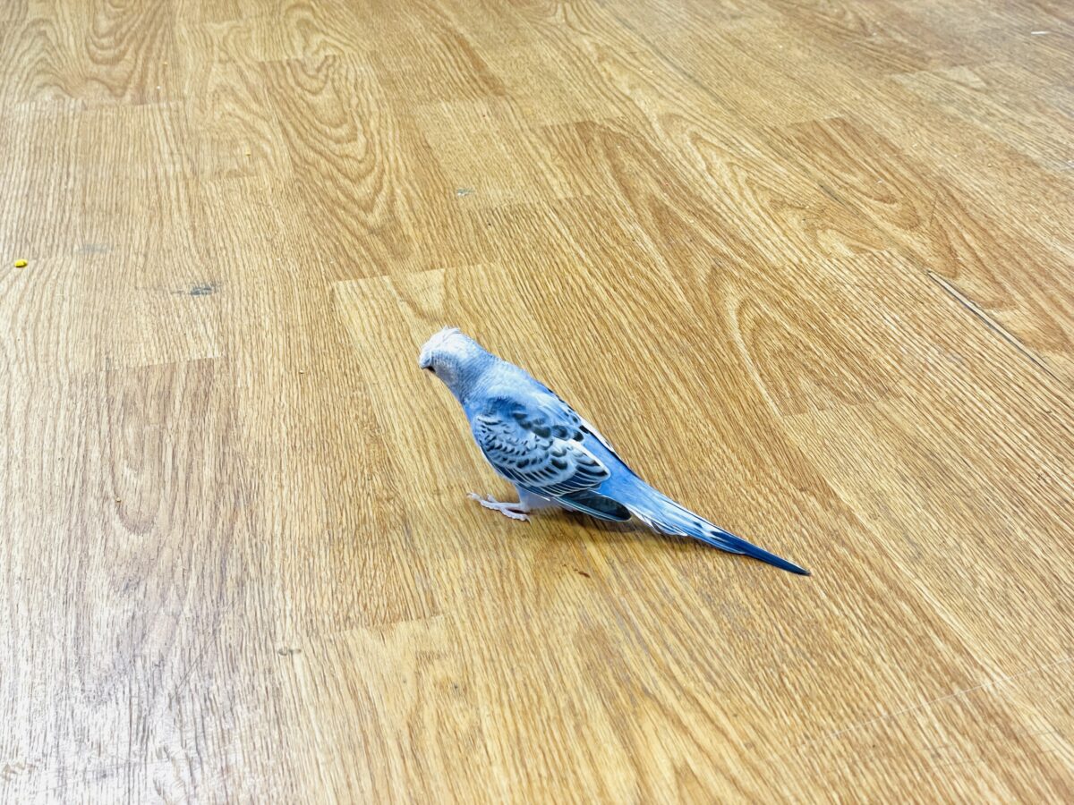 【最新画像】おカッパ頭がトレードマーク🪄梵天セキセイインコ(オパーリン) 梵天セキセイインコ
