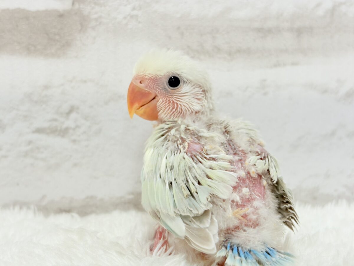 コザクラインコ（小桜インコ）