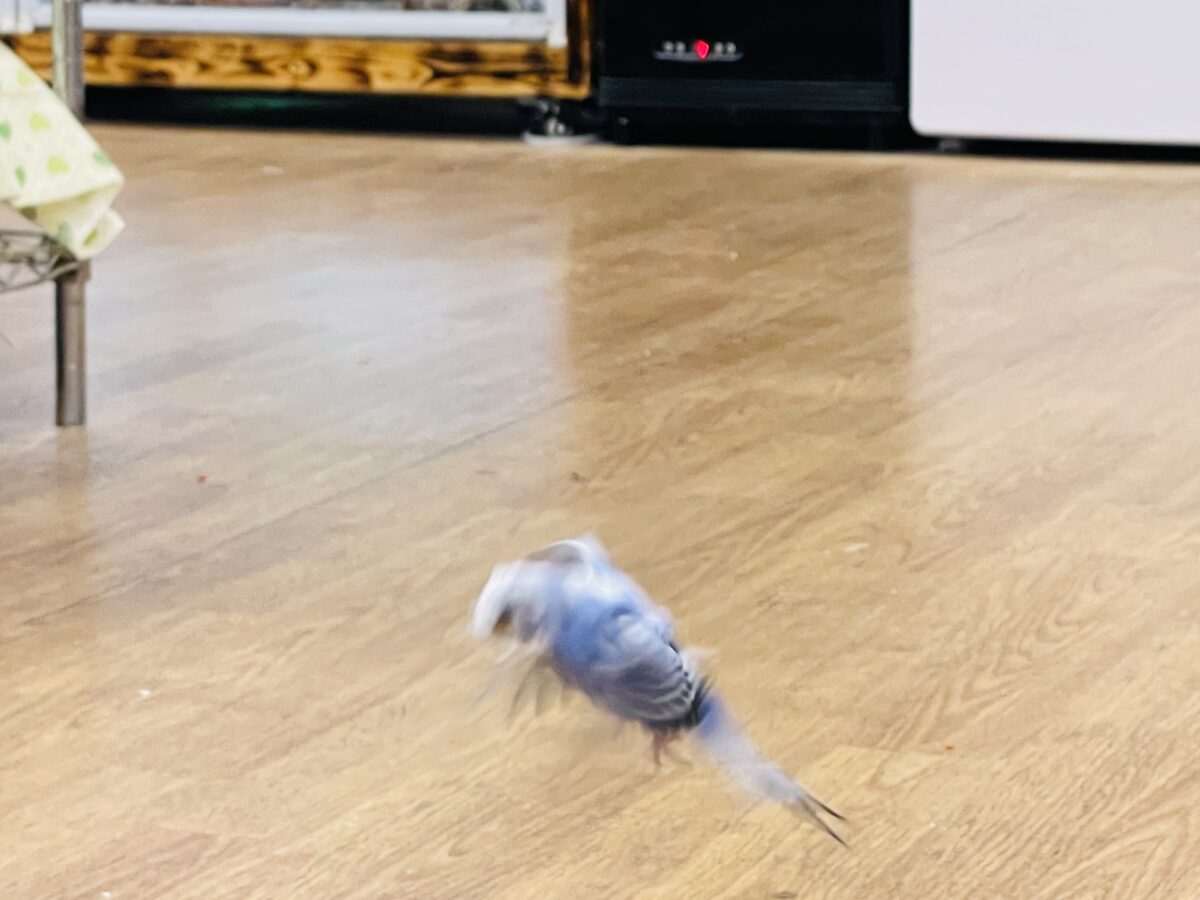 【最新画像】おカッパ頭がトレードマーク🪄梵天セキセイインコ(オパーリン) 梵天セキセイインコ
