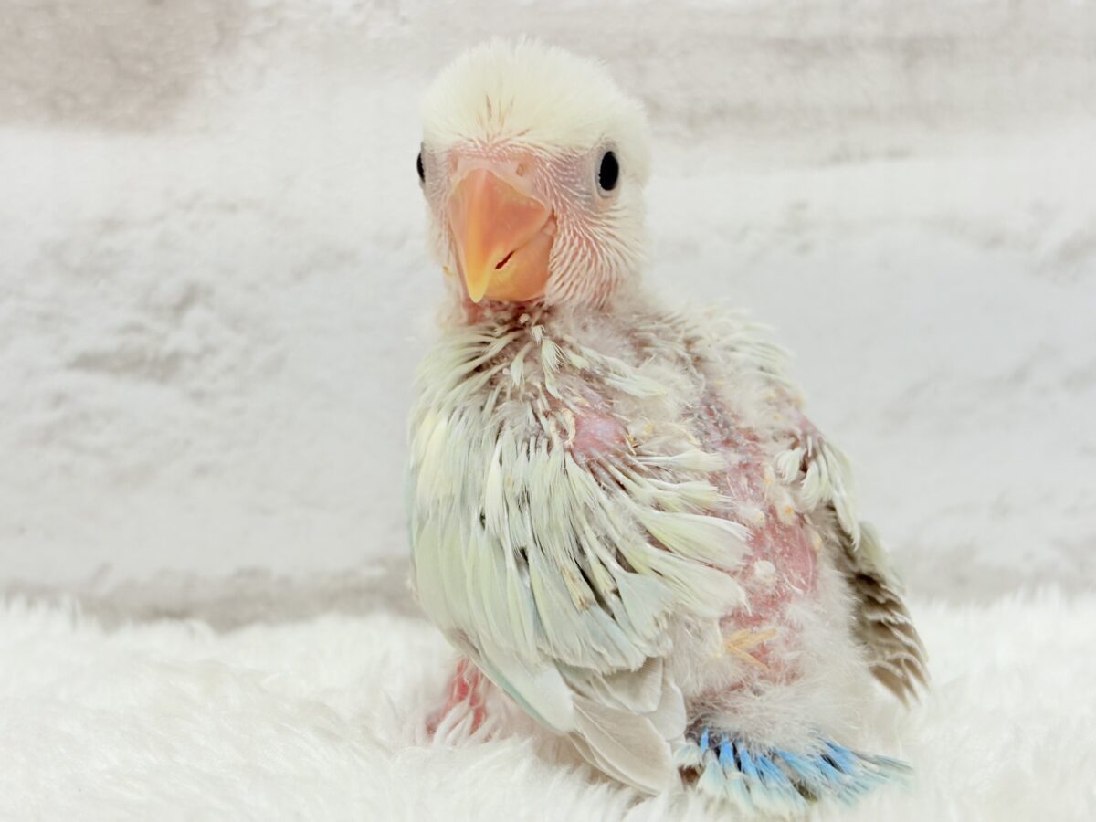 コザクラインコ（小桜インコ）