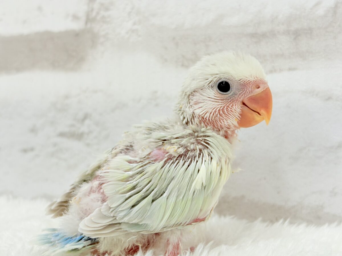 【最新画像更新🪄】初♡お顔もカラーも可愛すぎ♡コザクラインコ(アクアターコイズグリーンパリッド) ヒナ コザクラインコ(小桜インコ)
