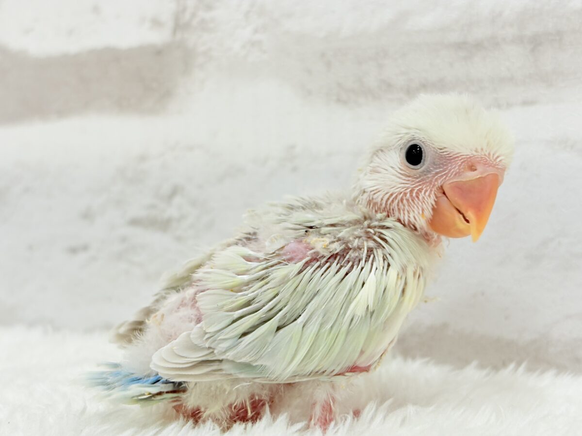 【最新画像更新🪄】初♡お顔もカラーも可愛すぎ♡コザクラインコ(アクアターコイズグリーンパリッド) ヒナ コザクラインコ(小桜インコ)