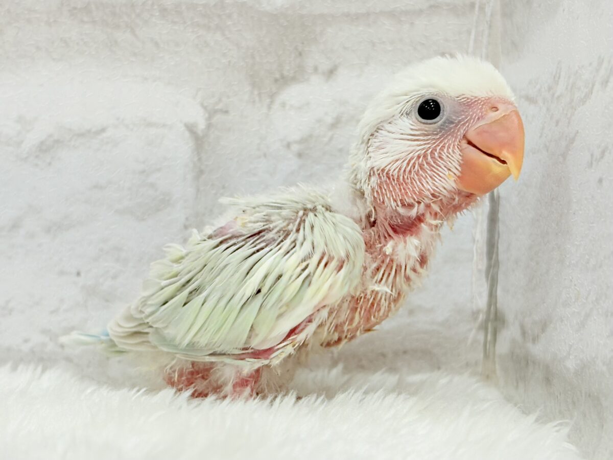 【最新画像更新🪄】初♡お顔もカラーも可愛すぎ♡コザクラインコ(アクアターコイズグリーンパリッド) ヒナ コザクラインコ(小桜インコ)