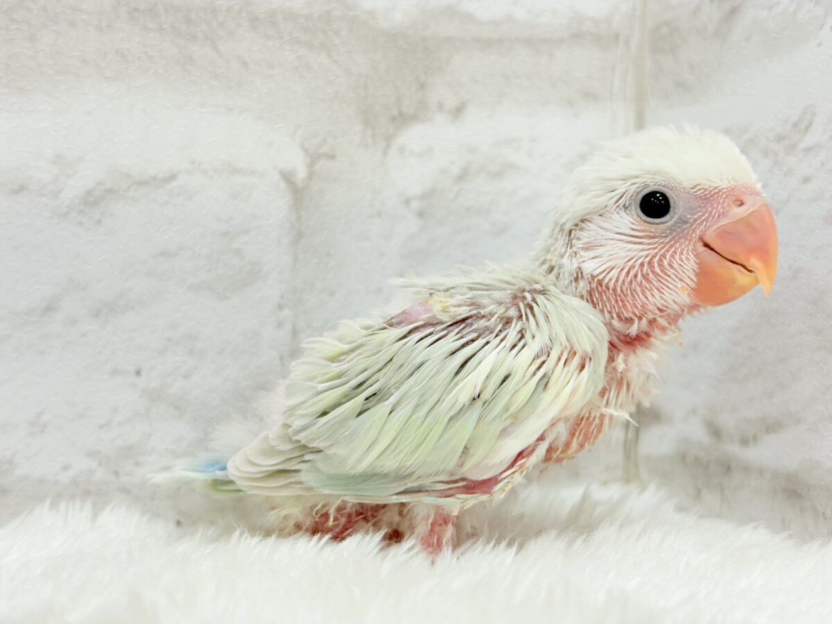 コザクラインコ（小桜インコ）