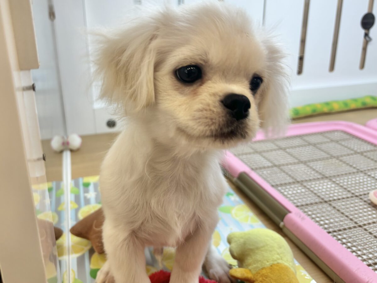 チワペキ（ペキチー、ペキチワ）