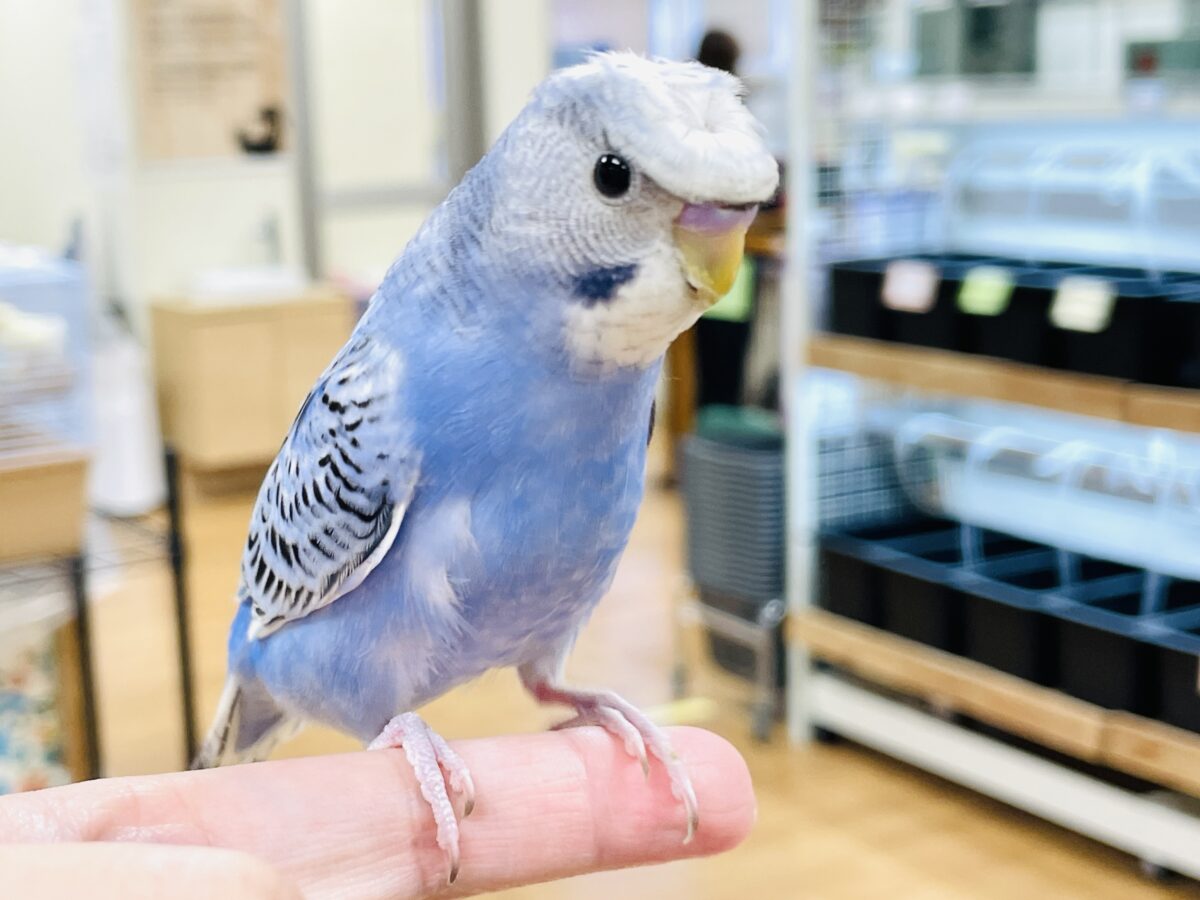 【最新画像】おカッパ頭がトレードマーク🪄梵天セキセイインコ(オパーリン) 梵天セキセイインコ