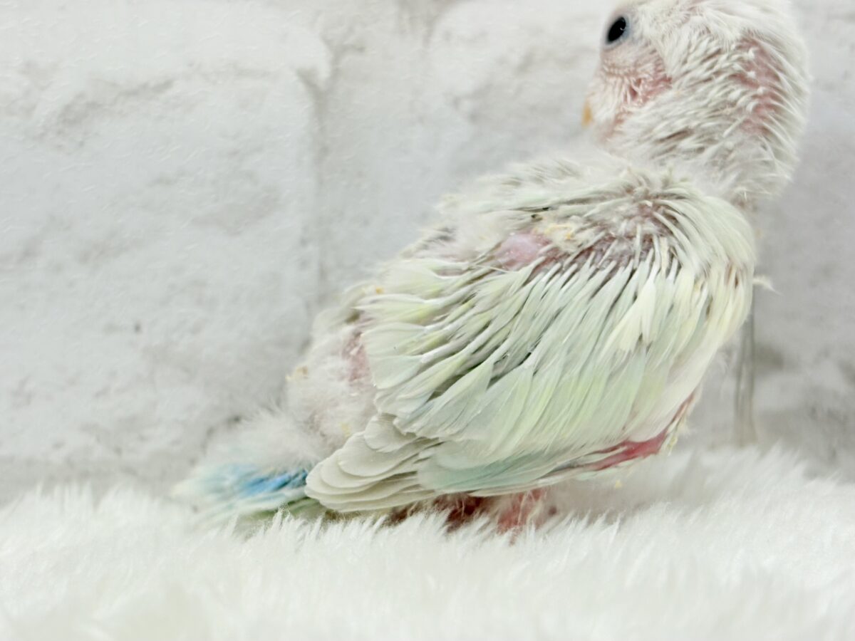 コザクラインコ（小桜インコ）