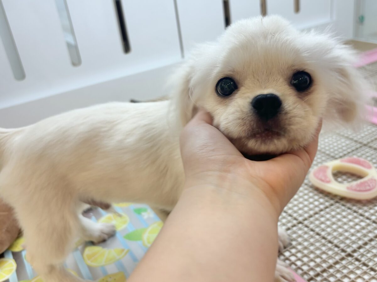 チワペキ（ペキチー、ペキチワ）