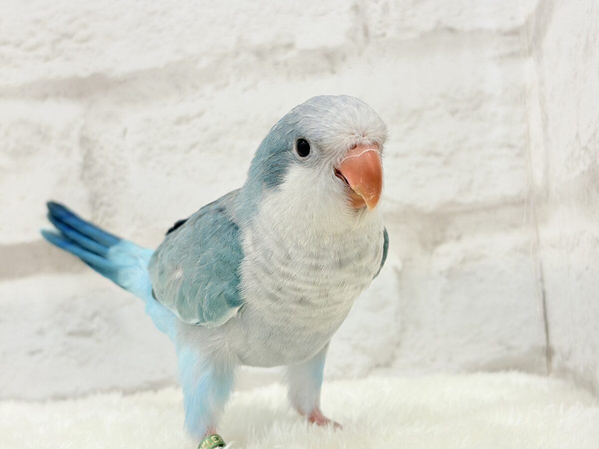 オキナインコ