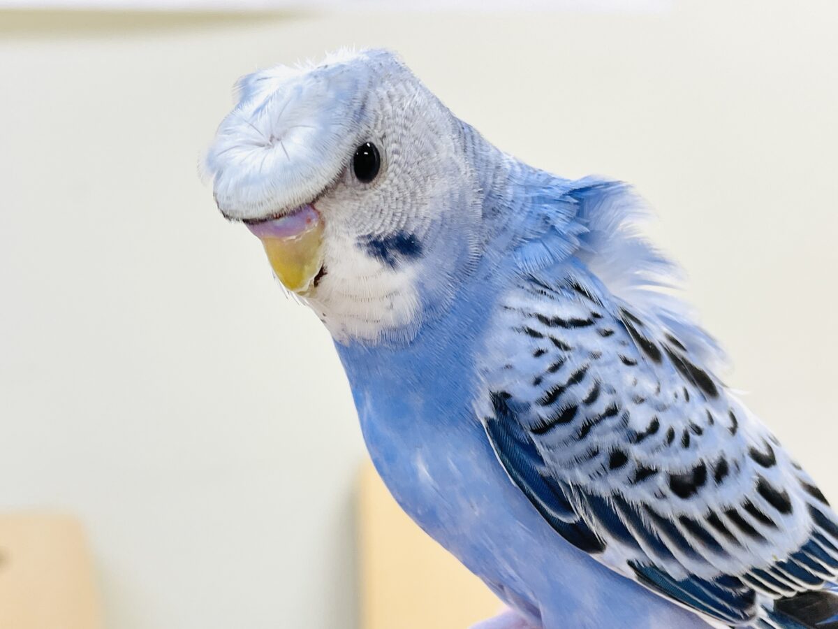 【最新画像】おカッパ頭がトレードマーク🪄梵天セキセイインコ(オパーリン) 梵天セキセイインコ