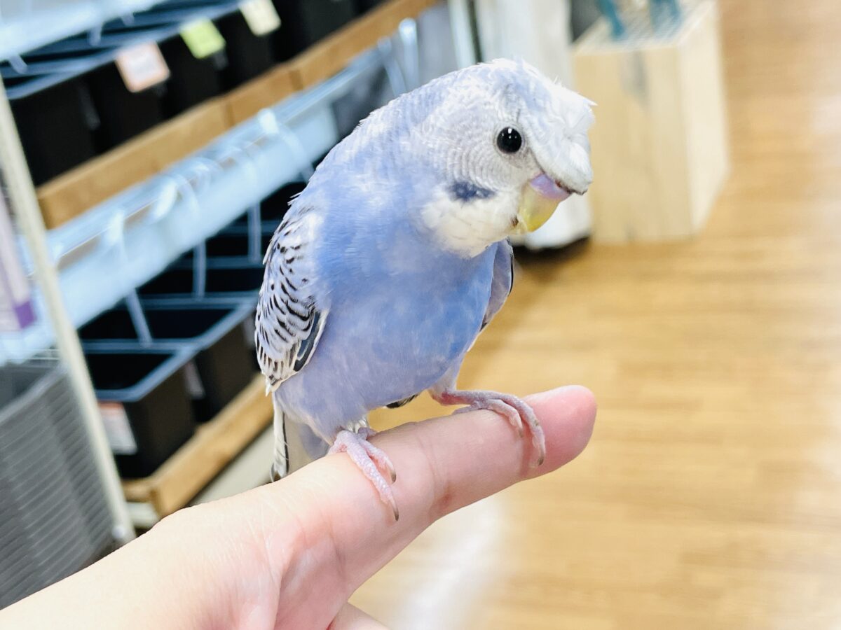 【最新画像】おカッパ頭がトレードマーク🪄梵天セキセイインコ(オパーリン) 梵天セキセイインコ