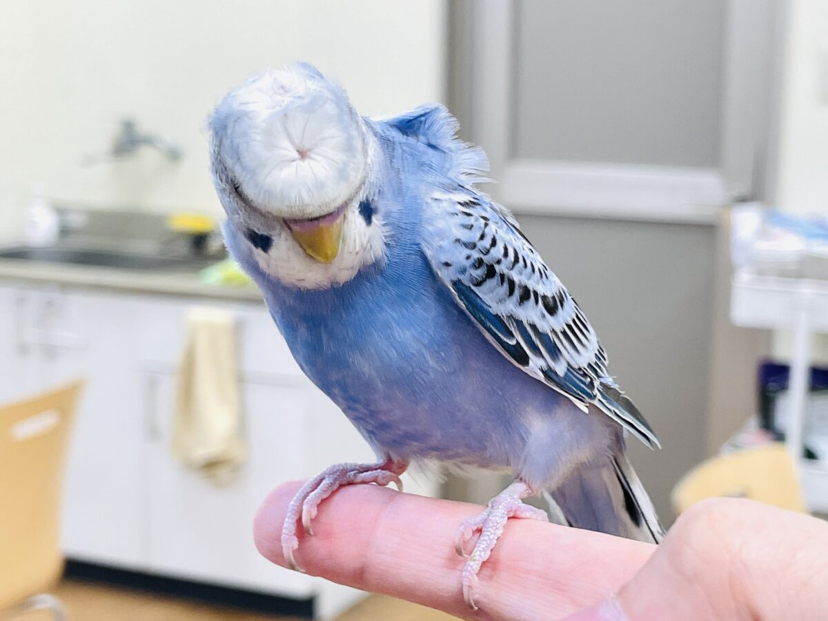 【最新画像】おカッパ頭がトレードマーク🪄梵天セキセイインコ(オパーリン) 梵天セキセイインコ