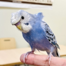 【最新画像】おカッパ頭がトレードマーク🪄梵天セキセイインコ(オパーリン)