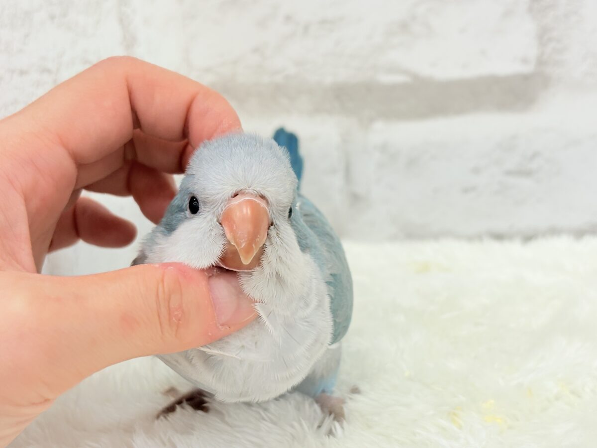 オキナインコ