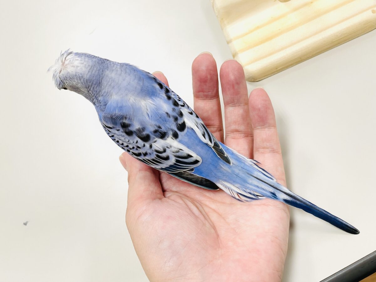 【最新画像】おカッパ頭がトレードマーク🪄梵天セキセイインコ(オパーリン) 梵天セキセイインコ
