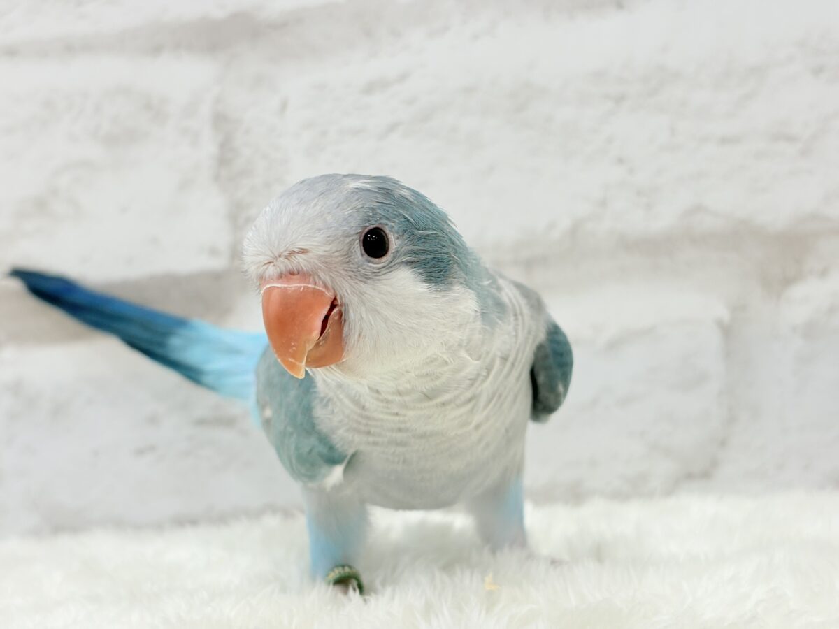 オキナインコ