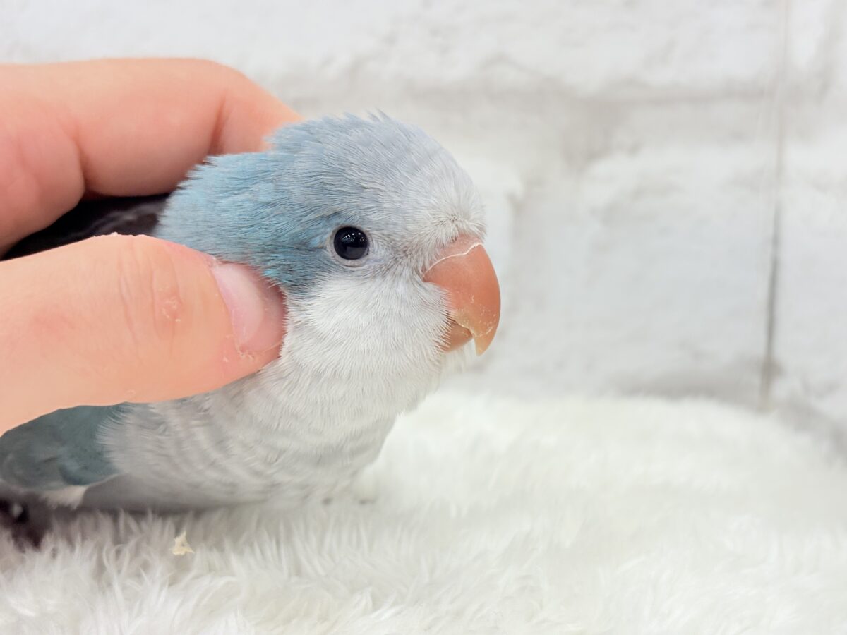 オキナインコ