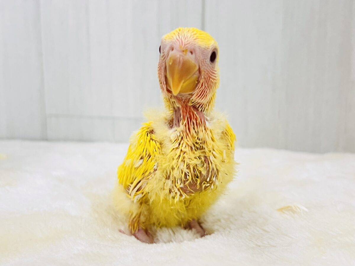 画像更新✨ピッカピカのぴよぴよ🎒💛小桜インコのルチノーカラー入舎しました! コザクラインコ(小桜インコ)