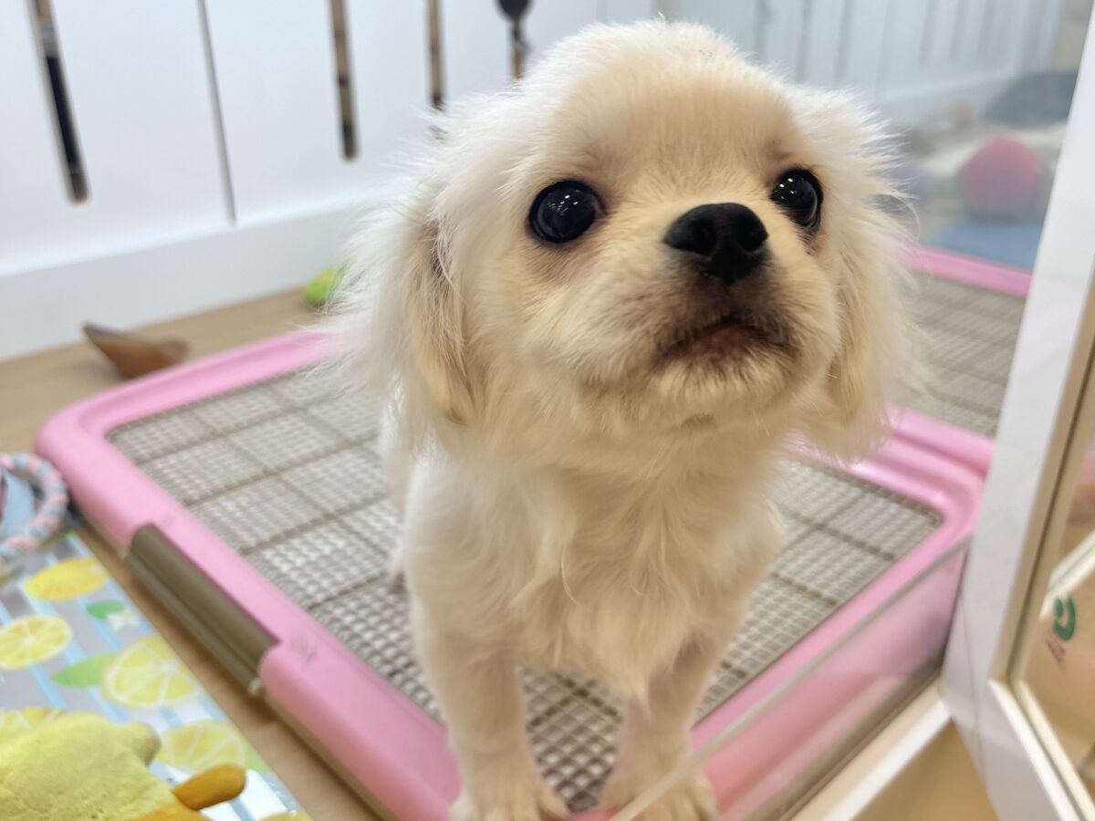 チワペキ（ペキチー、ペキチワ）