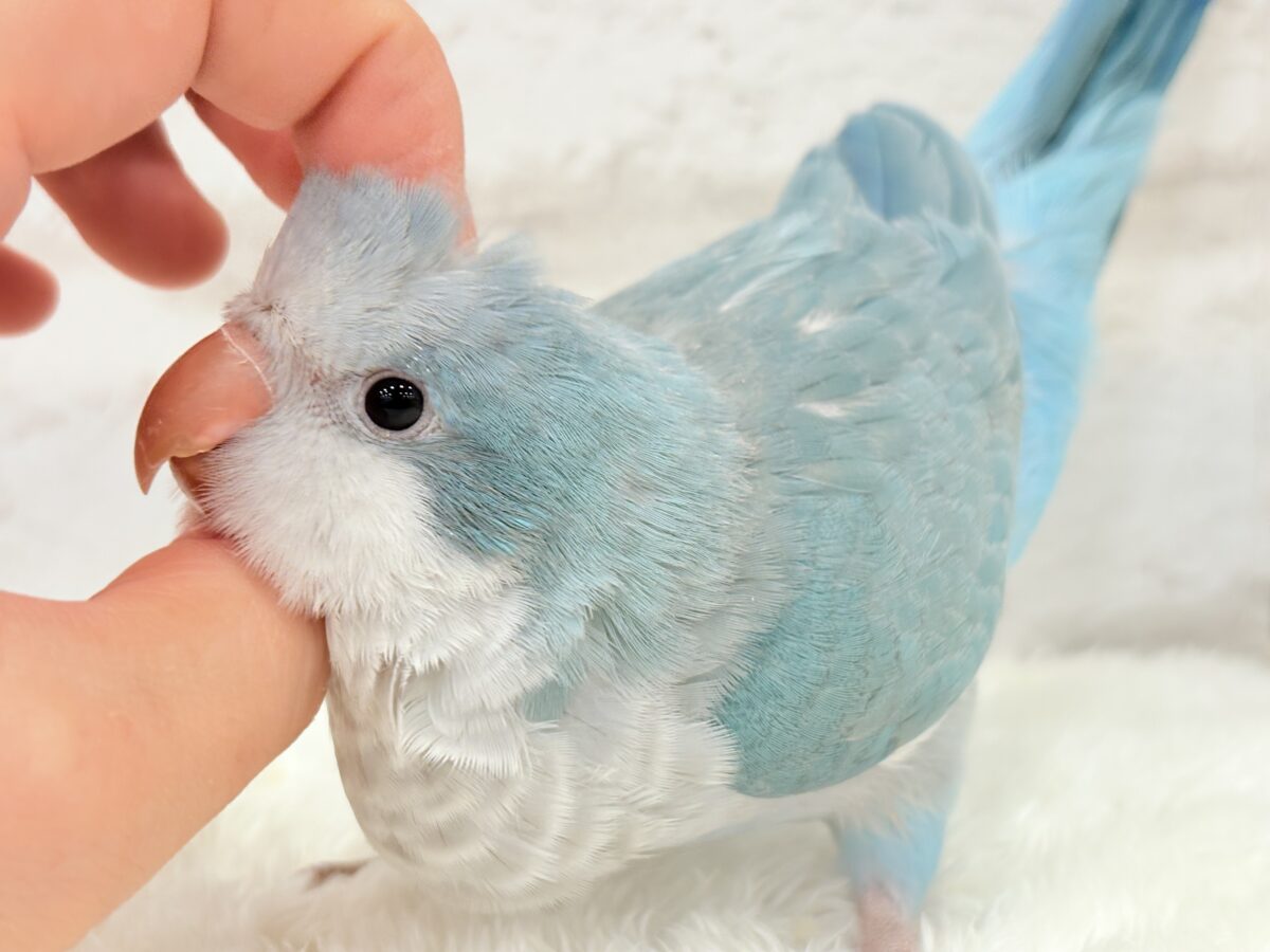 オキナインコ
