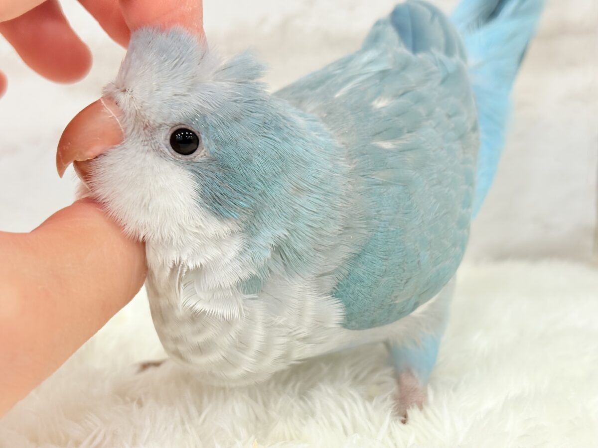 【最新画像更新🪄もうすぐひとり餌☆】十羽十色🪶🩵濃いめちゃんの魅力光る✨オキナインコ(ブルーオパーリン) ヒナ オキナインコ