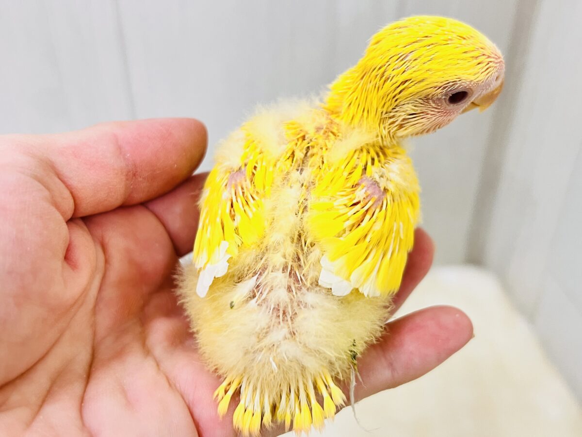 画像更新✨ピッカピカのぴよぴよ🎒💛小桜インコのルチノーカラー入舎しました! コザクラインコ(小桜インコ)