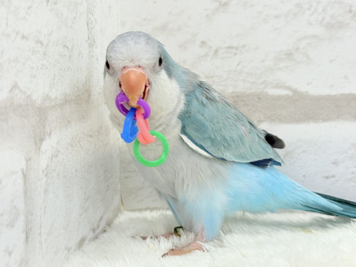 オキナインコ
