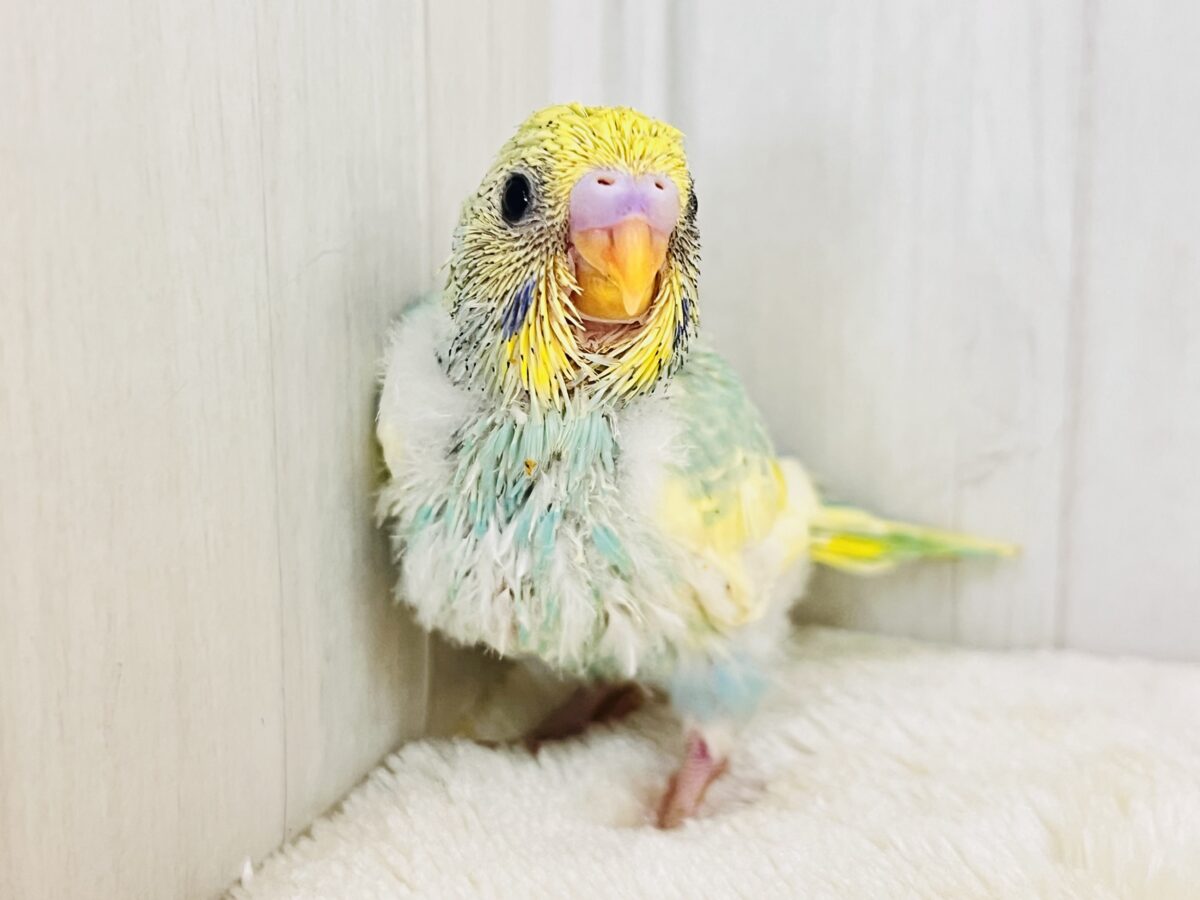 メロンソーダにアイス乗せちゃう?セキセイインコのパステルレインボーパイド🍹🍨 セキセイインコ