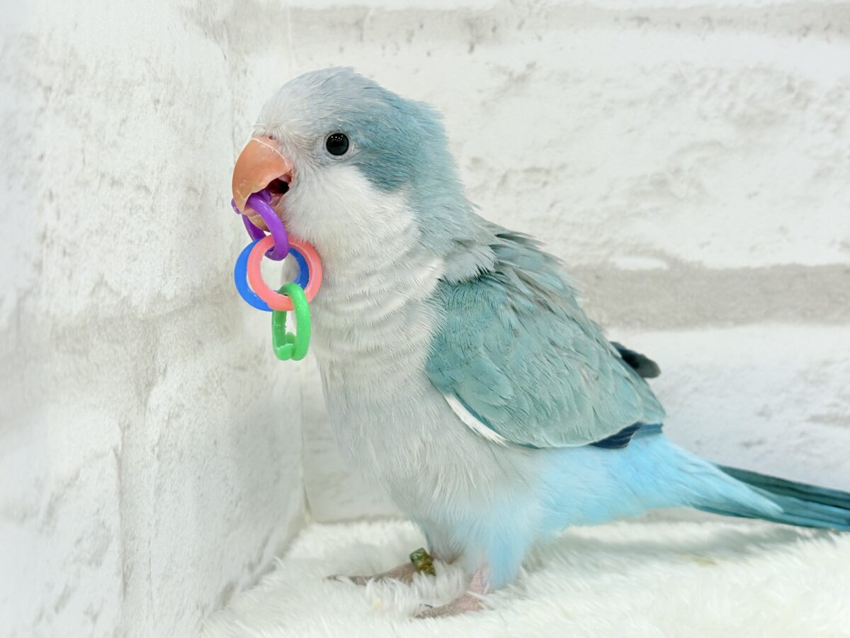 オキナインコ