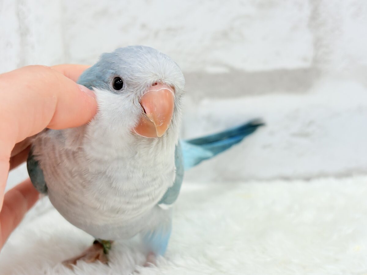 オキナインコ
