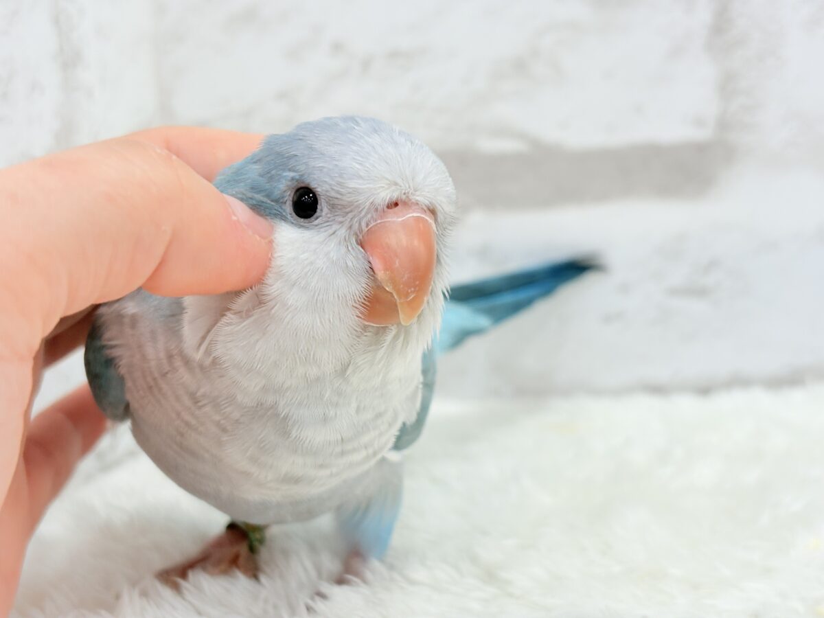 オキナインコ