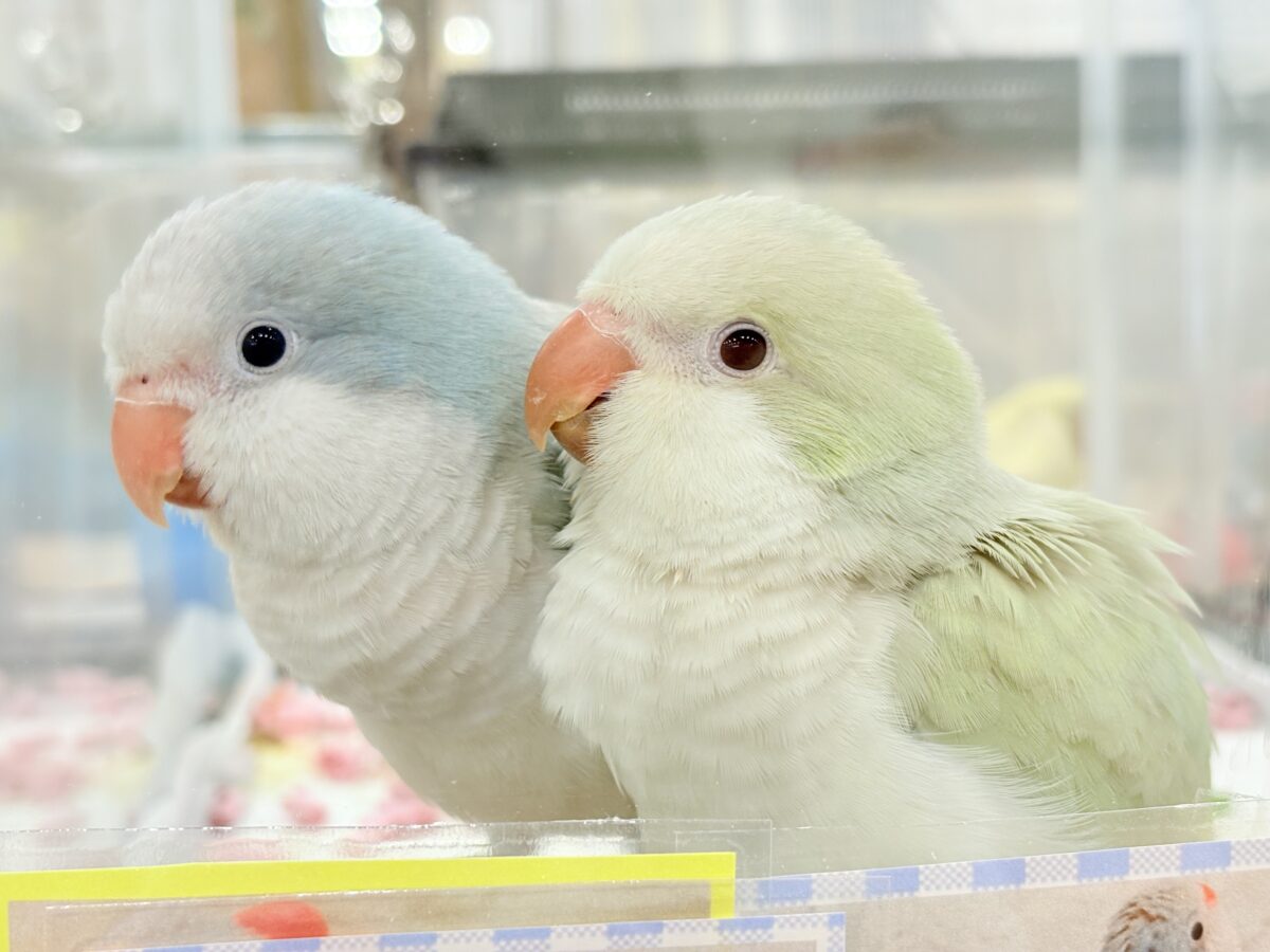オキナインコ