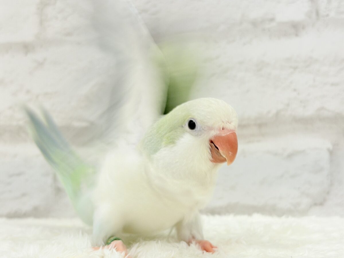 オキナインコ