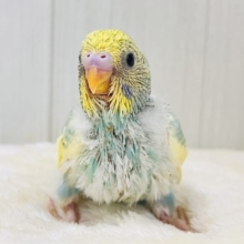 メロンソーダにアイス乗せちゃう？セキセイインコのパステルレインボーパイド🍹🍨