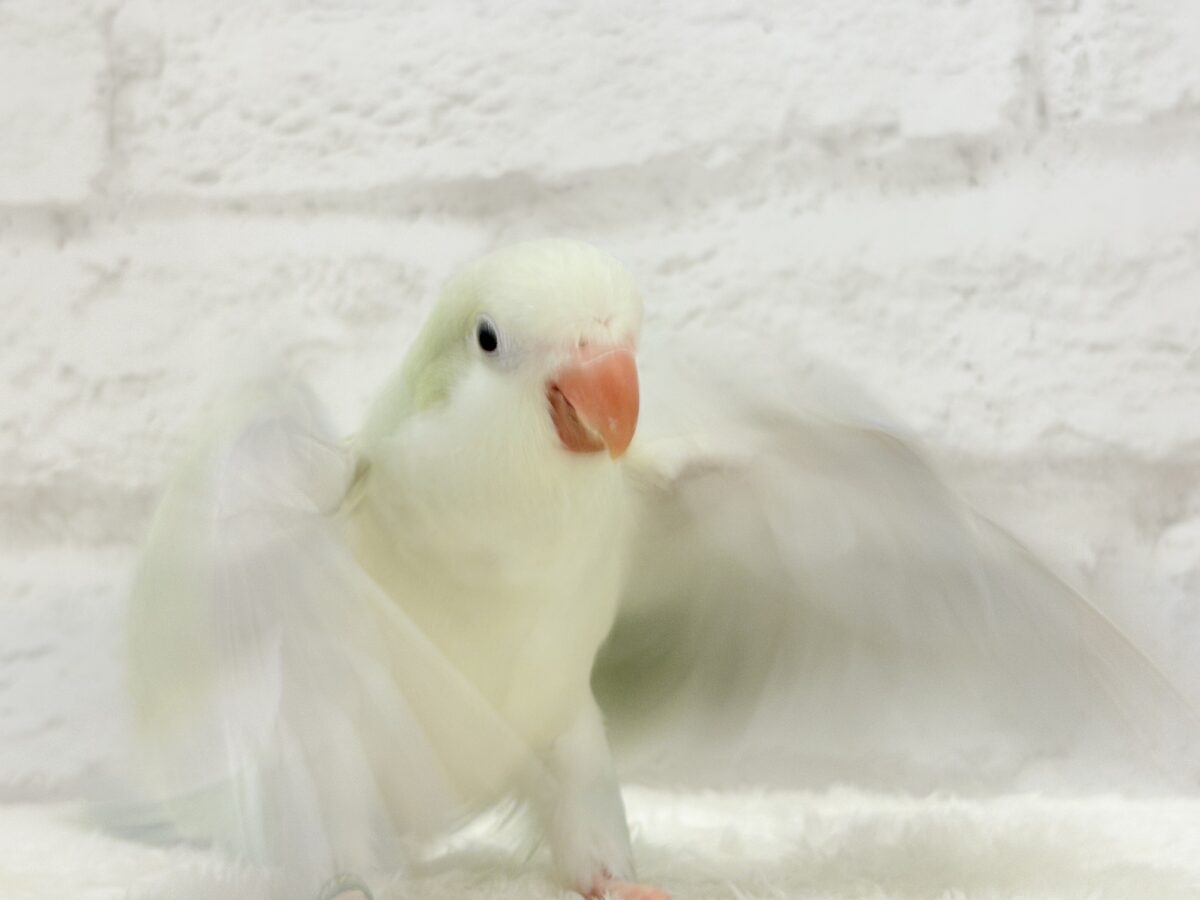 【最新画像更新🪄】淡い淡い禁断の果実🐣🍏オキナインコ(アクアブルーパリドイノ) ヒナ オキナインコ