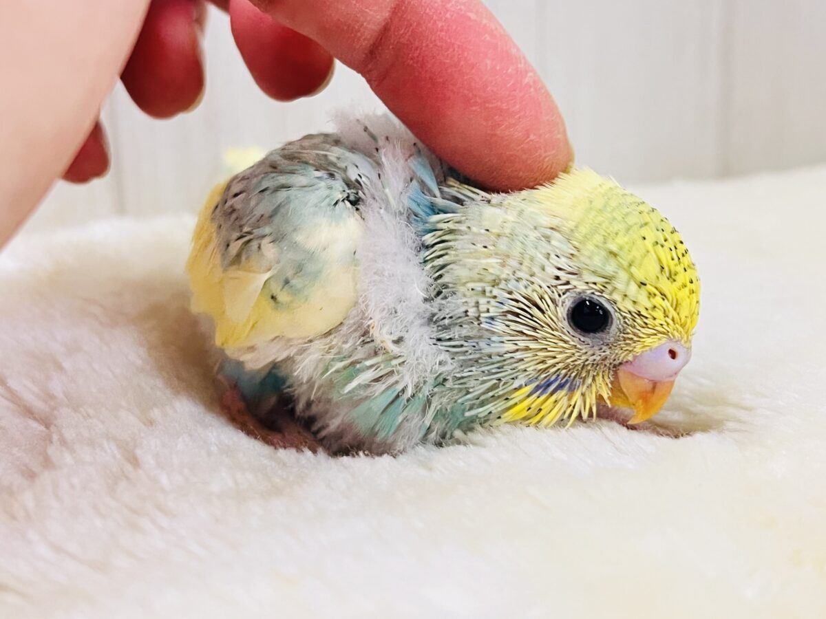 メロンソーダにアイス乗せちゃう?セキセイインコのパステルレインボーパイド🍹🍨 セキセイインコ