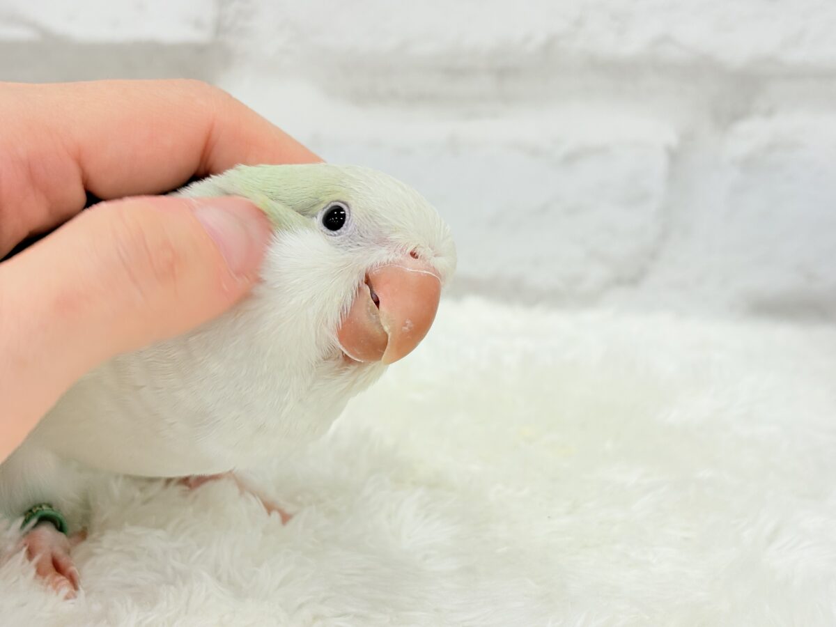 オキナインコ