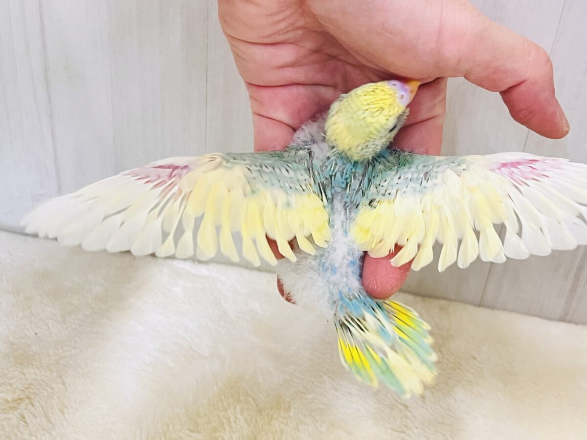 メロンソーダにアイス乗せちゃう?セキセイインコのパステルレインボーパイド🍹🍨 セキセイインコ